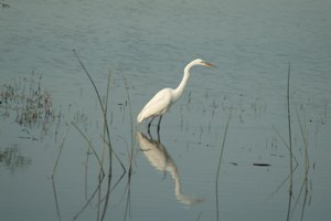 A Lone Egret